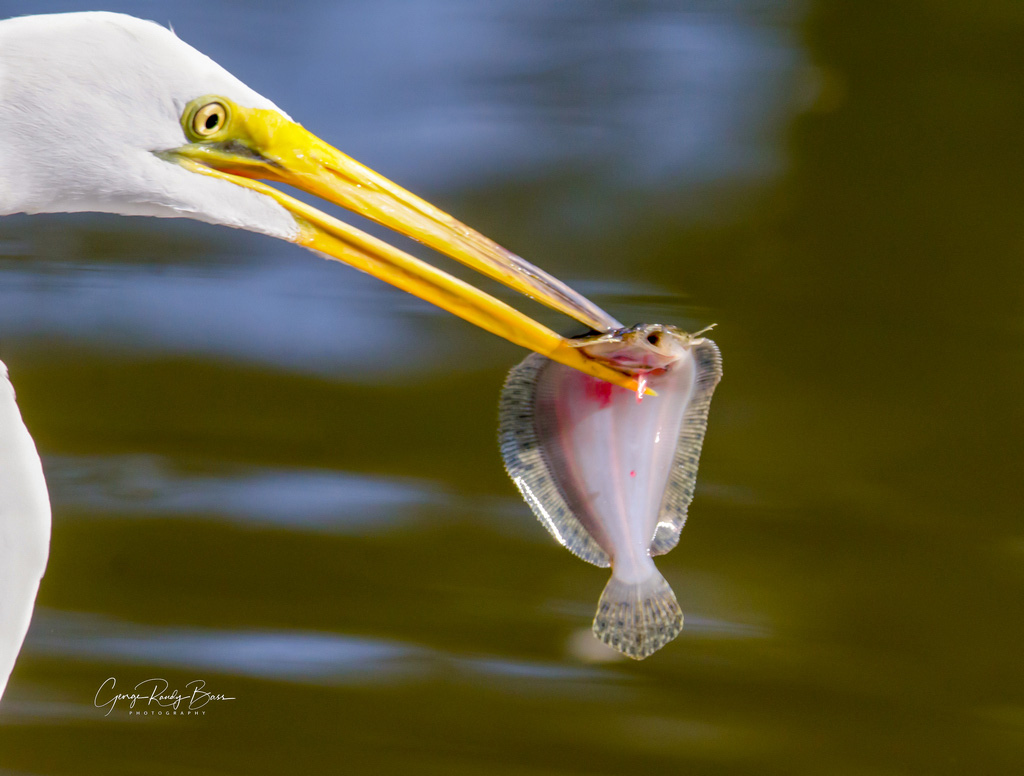 Great White Egret Catch of the Day