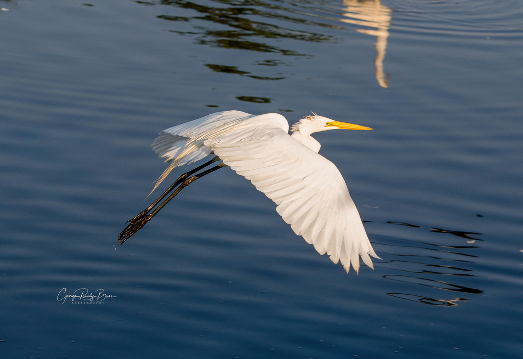 Great White Egret Under Blue Skies (2)