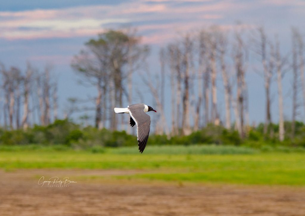 Gull in Flight (3)