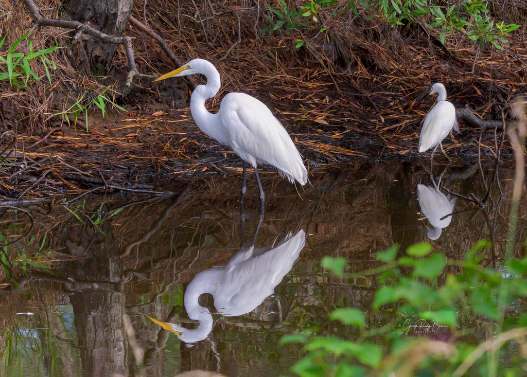 Great Blue Herons in Reflection (2)